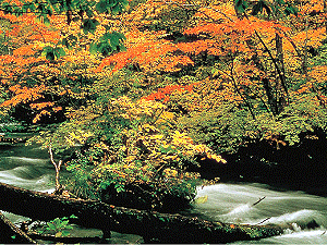 彩妝東北紅葉美人 奧入瀨溪流 白神山地暗門之滝 猊鼻輕舟 天元觀覽車 和心之宿姬之湯五日 秋田 福島 品冠旅遊