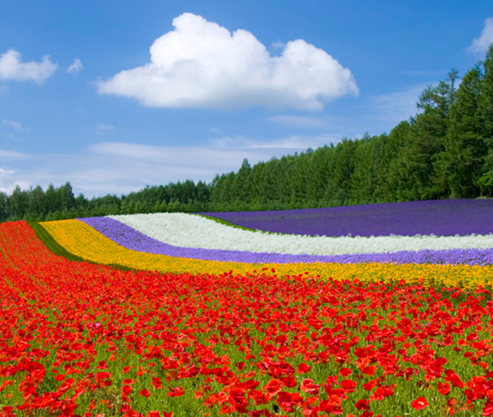 彩虹花田農場