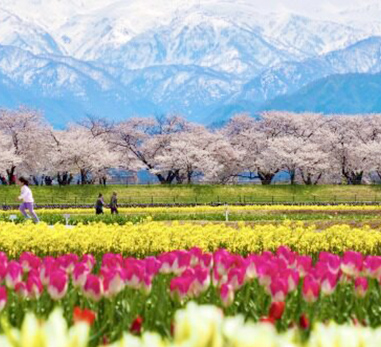 船川朝日