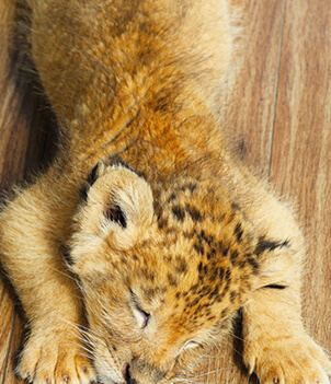 九州自然野生動物園