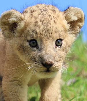 九州自然野生動物園