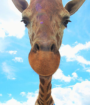 九州自然野生動物園