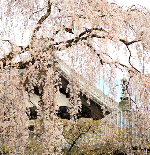 身延山．久遠寺