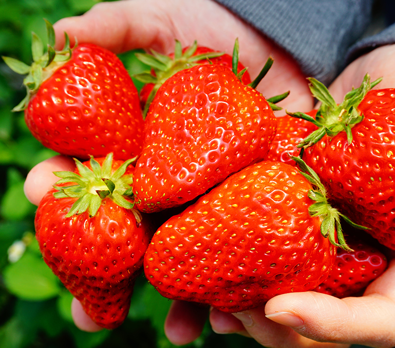 採草莓