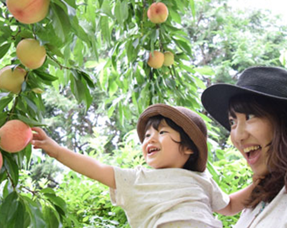 採果體驗-水蜜桃