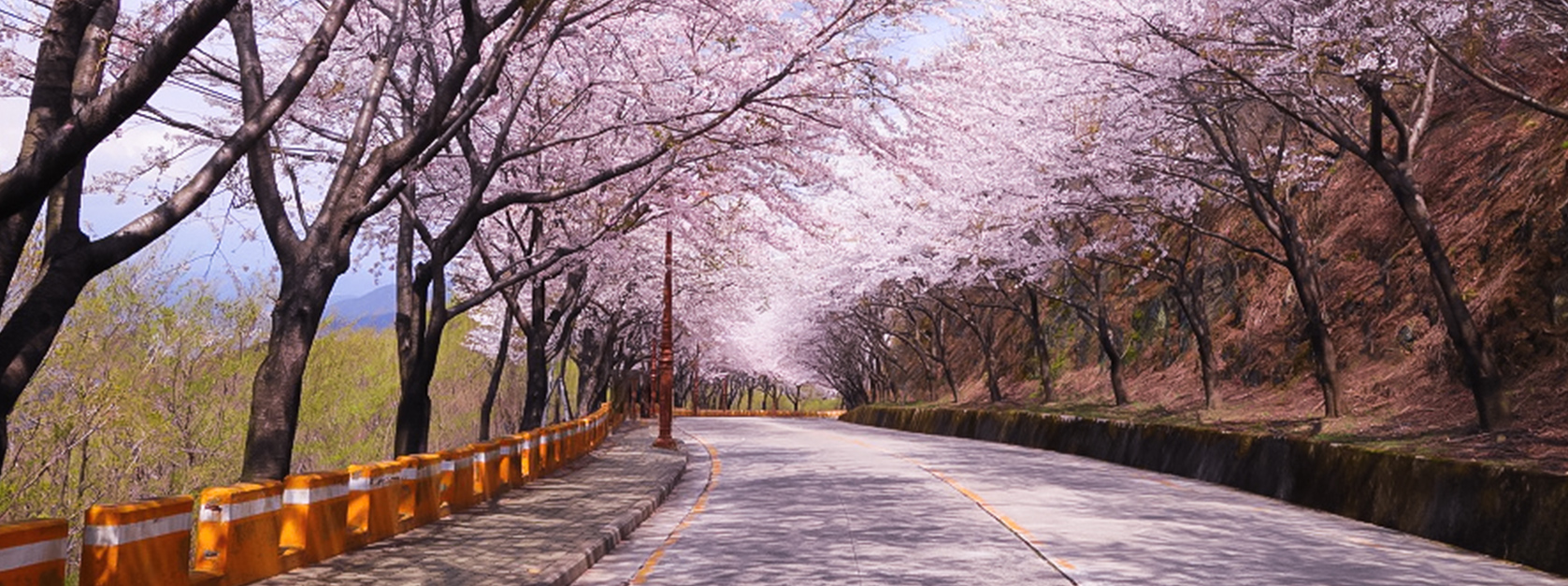 荒岭山櫻花路