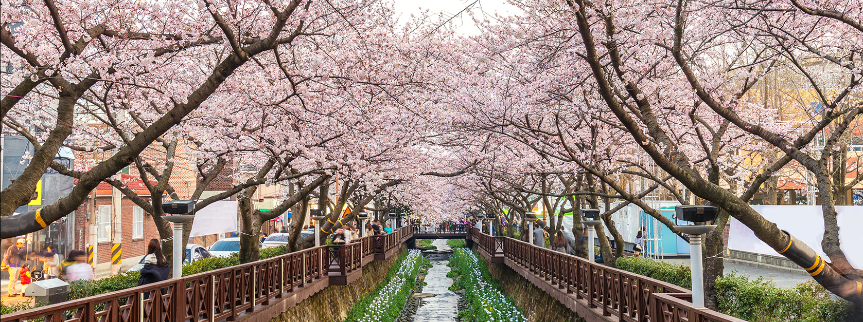 余佐川櫻花之橋